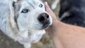 Fundraiser supports animal sanctuary in Paso Robles