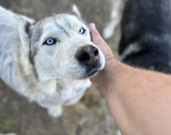 Fundraiser supports animal sanctuary in Paso Robles