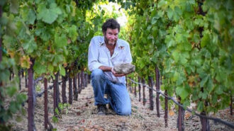Ledge syrah earns perfect score from wine critic