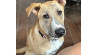Adoptable Pet of the Week: Poppy