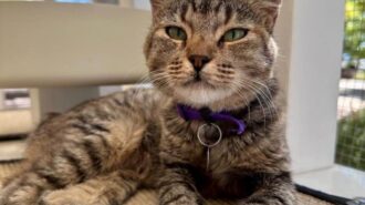 Adoptable Pet of the Week: Bunny