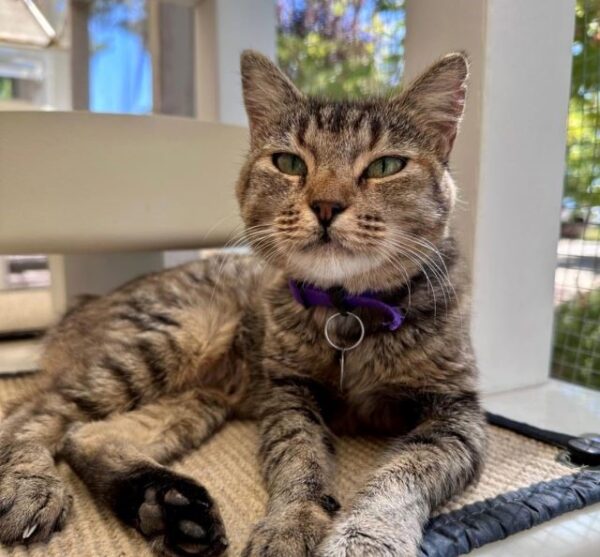 Adoptable Pet of the Week: Bunny