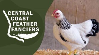 Learn to raise backyard chickens at Paso Robles Library event