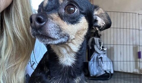 Adoptable Pet of the Week: Sugar Mama