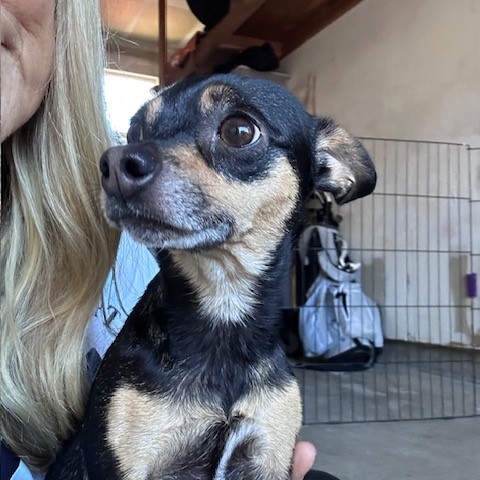 Adoptable Pet of the Week: Sugar Mama