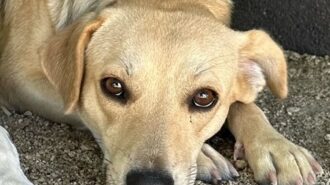 Adoptable Pet of the Week: Madison