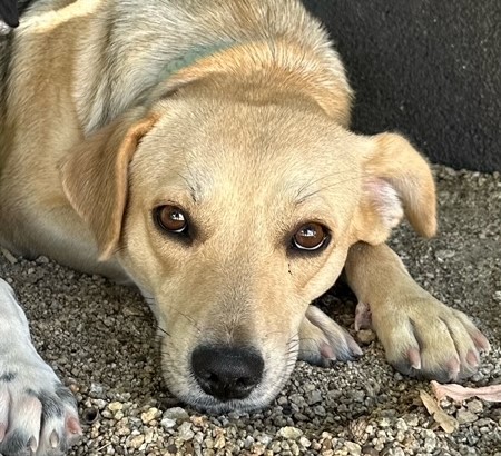 Adoptable Pet of the Week: Madison