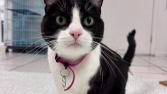 Adoptable Pet of the Week: Mayday