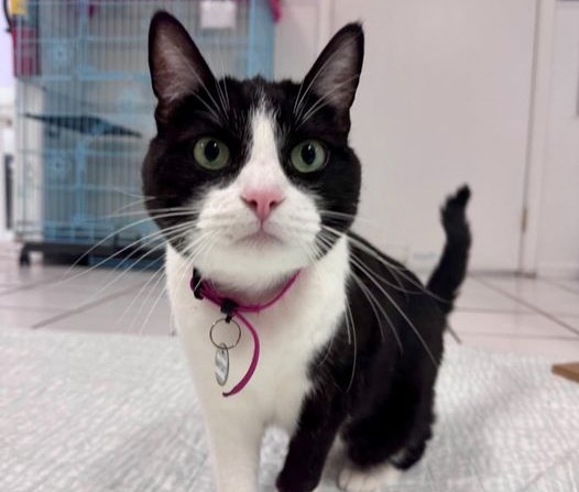 Adoptable Pet of the Week: Mayday
