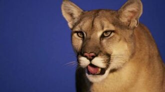 Paso Robles police issue warning after mountain lion sighting