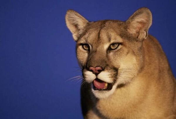 Paso Robles police issue warning after mountain lion sighting