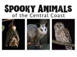 See 'Spooky Animals' at the Paso Robles City Library