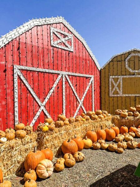 Cambria Nursery opens fall season with pumpkin patch, goats