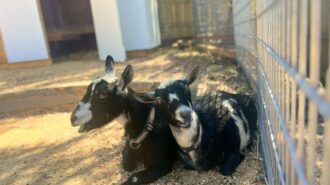 Cambria Nursery opens fall season with pumpkin patch, goats