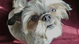 Adoptable Pet of the Week: Darlin'