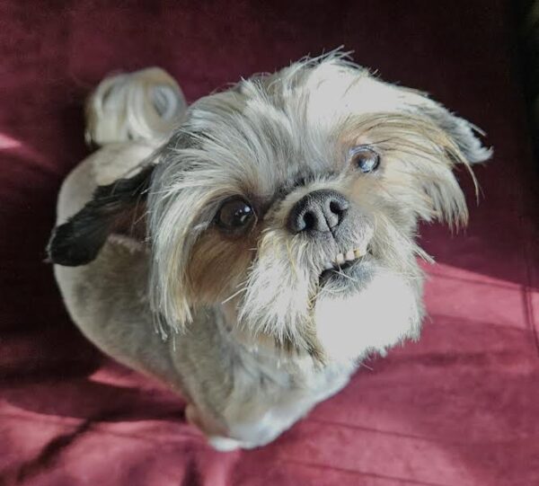 Adoptable Pet of the Week: Darlin'