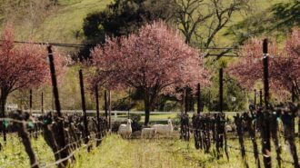 Jada Vineyard marks 25 years with national wine expansion