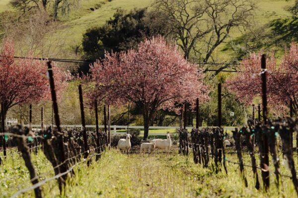 Jada Vineyard marks 25 years with national wine expansion