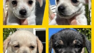 Adoptable Pets of the Week: Four adorable small-breed puppies