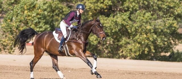 High hopes become reality at Young Event Horse West Coast Championships