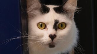 Adoptable Pet of the Week: Dottie