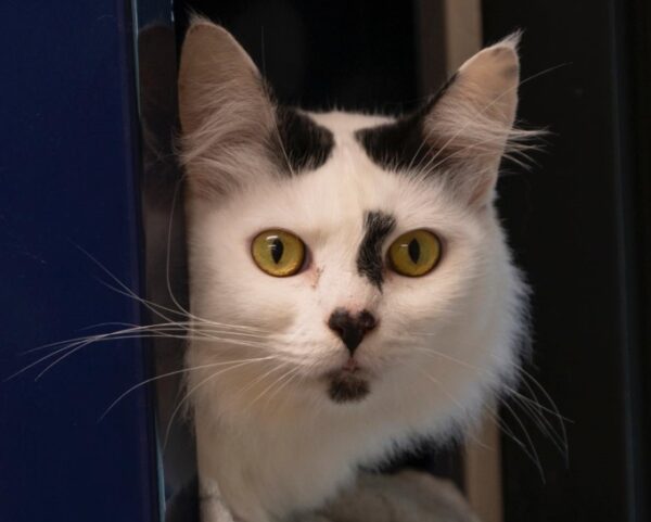 Adoptable Pet of the Week: Dottie