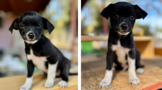 Adoptable Pet of the Week: Big Hunk