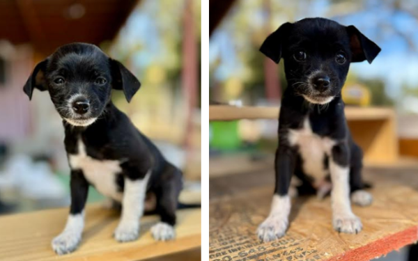 Adoptable Pet of the Week: Big Hunk