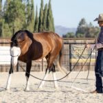 NYT: Local horse trainer breaks new ground in equine behavior