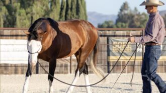 Warwick Schiller Horse Trainer