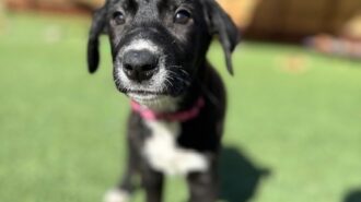 Adoptable Pet of the Week: Mittens