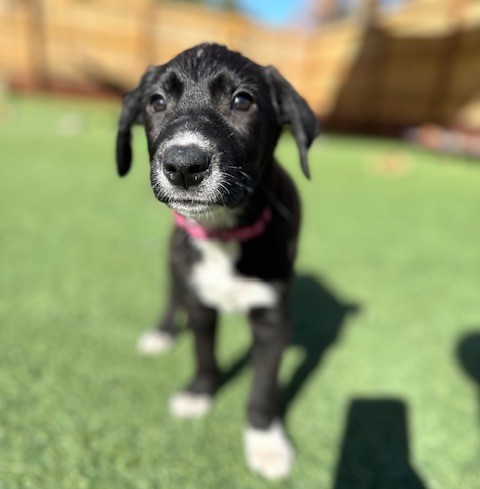 Adoptable Pet of the Week: Mittens