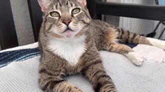 pet of the week lei lani woods atascadero