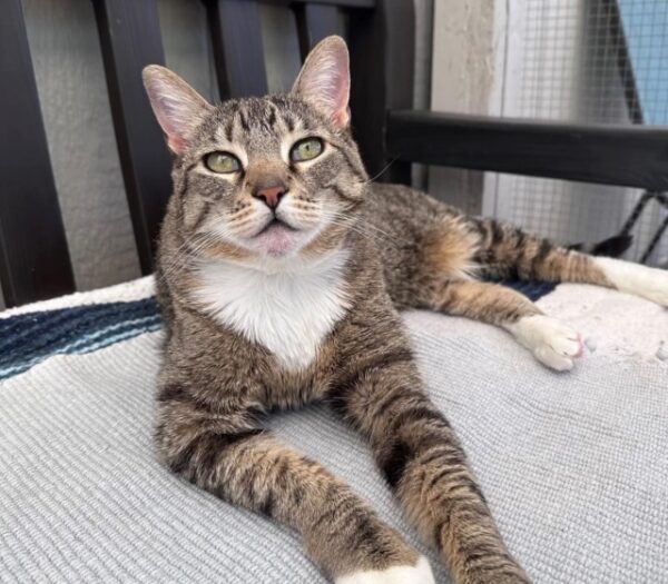 Lei Lani adoptable pet of the week