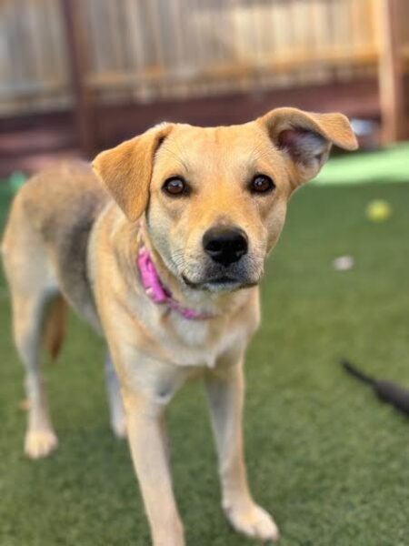 Adoptable Pet of the Week: Madison