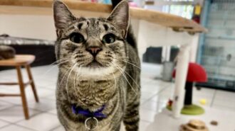 Adoptable Pet of the Week Rebel