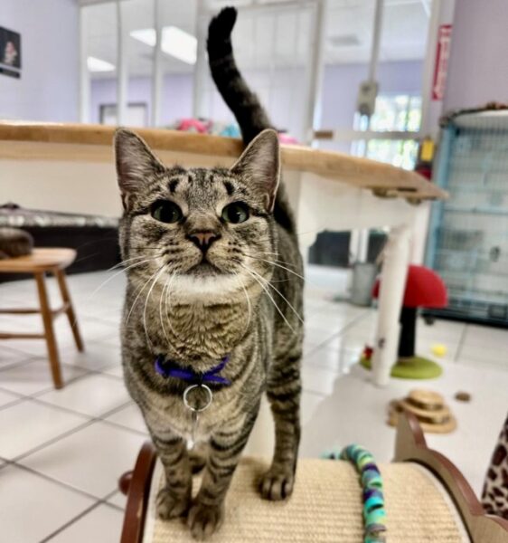 Adoptable Pet of the Week: Rebel