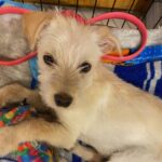 Adoptable Pet of the Week: Jacques