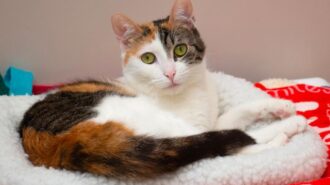 Adoptable Pet of the Week: Lilibet