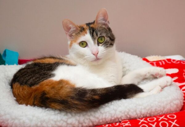 Adoptable Pet of the Week: Lilibet