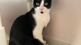 Adoptable Pet of the Week: Luigi