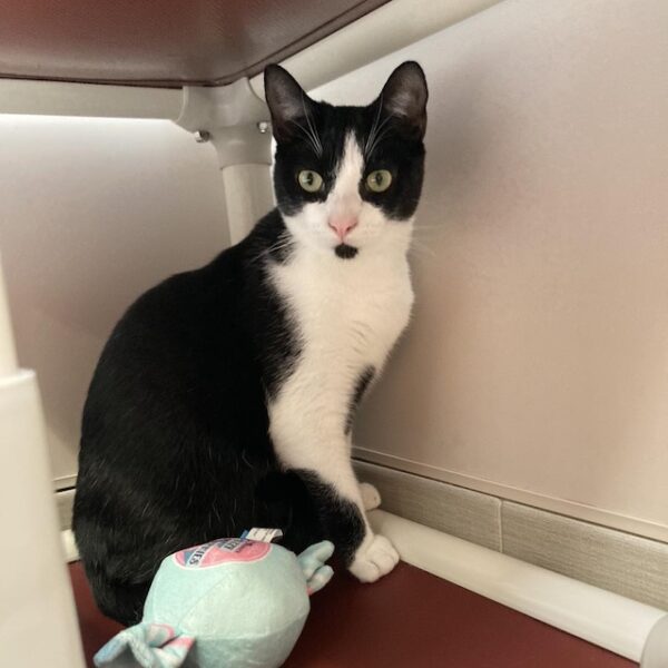 Luigi pet of the week
