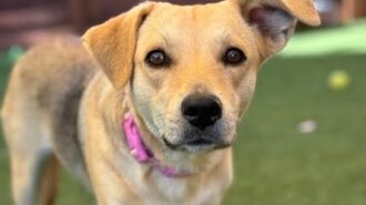 Adoptable Pet of the Week: Madison