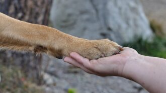 'Art for Paws' fundraiser celebrates pets and creativity in Paso Robles