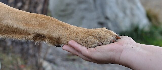 'Art for Paws' fundraiser celebrates pets and creativity in Paso Robles