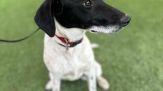 Adoptable Pet of the Week: Lily