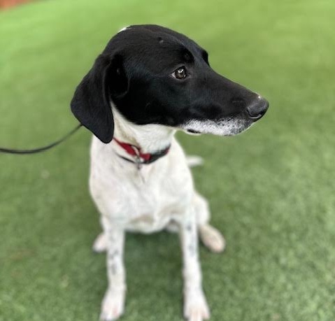 Adoptable Pet of the Week: Lily