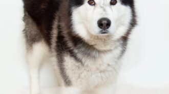 Adoptable Pet of the Week: Gus Gus
