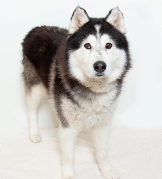 Adoptable Pet of the Week: Gus Gus