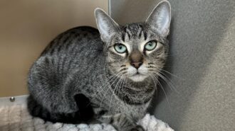 Adoptable Pet of the Week: Tootie